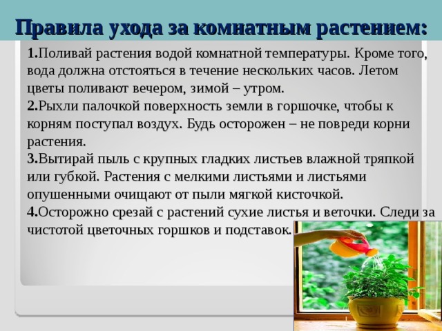 Правила ухода за комнатным растением: 1. Поливай растения водой комнатной температуры. Кроме того, вода должна отстояться в течение нескольких часов. Летом цветы поливают вечером, зимой – утром. 2. Рыхли палочкой поверхность земли в горшочке, чтобы к корням поступал воздух. Будь осторожен – не повреди корни растения. 3. Вытирай пыль с крупных гладких листьев влажной тряпкой или губкой. Растения с мелкими листьями и листьями опушенными очищают от пыли мягкой кисточкой. 4. Осторожно срезай с растений сухие листья и веточки. Следи за чистотой цветочных горшков и подставок. 