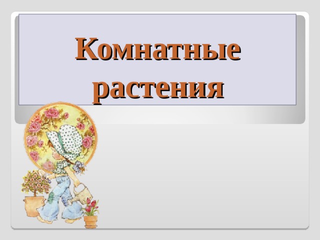 Комнатные растения 