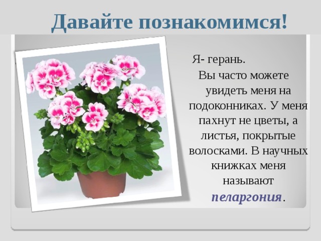  Давайте познакомимся! Я- герань. Вы часто можете увидеть меня на подоконниках. У меня пахнут не цветы, а листья, покрытые волосками. В научных книжках меня называют пеларгония . 