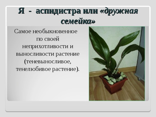 Я - аспидистра или «дружная семейка» Самое необыкновенное по своей неприхотливости и выносливости растение (теневыносливое, тенелюбивое растение). 