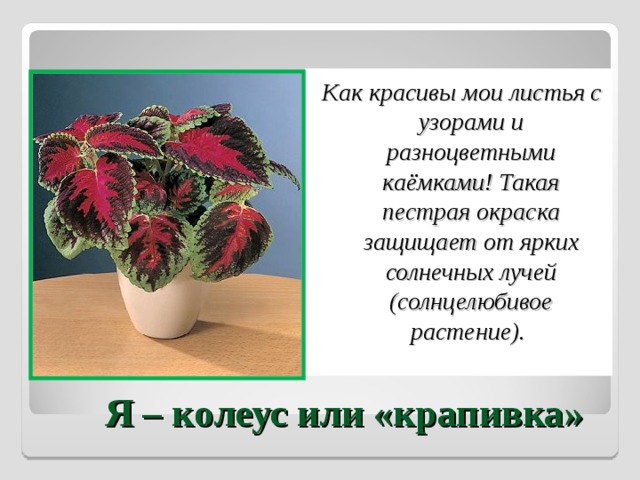 Как красивы мои листья с узорами и разноцветными каёмками! Такая пестрая окраска защищает от ярких солнечных лучей (солнцелюбивое растение).  Я – колеус или «крапивка» 