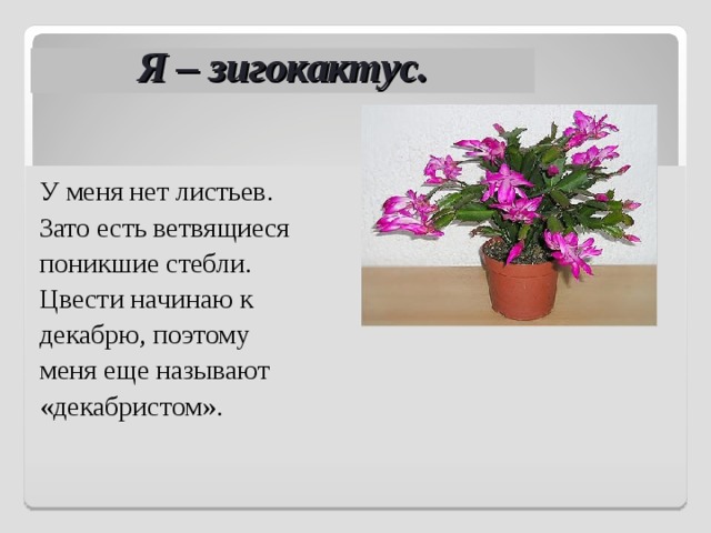 Я – зигокактус. У меня нет листьев. Зато есть ветвящиеся поникшие стебли. Цвести начинаю к декабрю, поэтому меня еще называют «декабристом». 