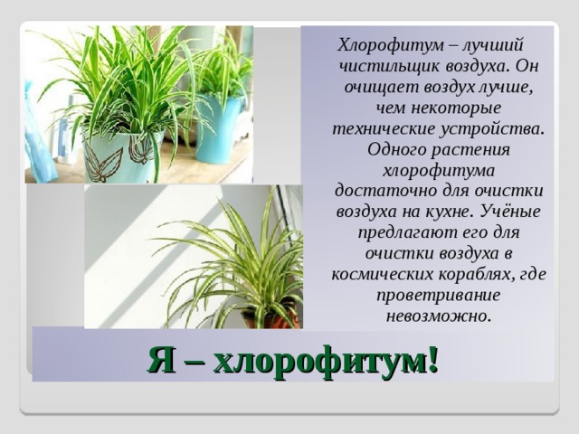 Хлорофитум – лучший чистильщик воздуха. Он очищает воздух лучше, чем некоторые технические устройства. Одного растения хлорофитума достаточно для очистки воздуха на кухне. Учёные предлагают его для очистки воздуха в космических кораблях, где проветривание невозможно. Я – хлорофитум! 