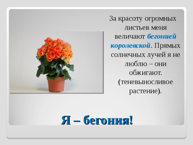 За красоту огромных листьев меня величают бегонией королевской . Прямых солнечных лучей я не люблю – они обжигают. (теневыносливое растение). Я – бегония! 