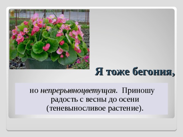 Я тоже бегония, но непрерывноцветущая . Приношу радость с весны до осени (теневыносливое растение). 
