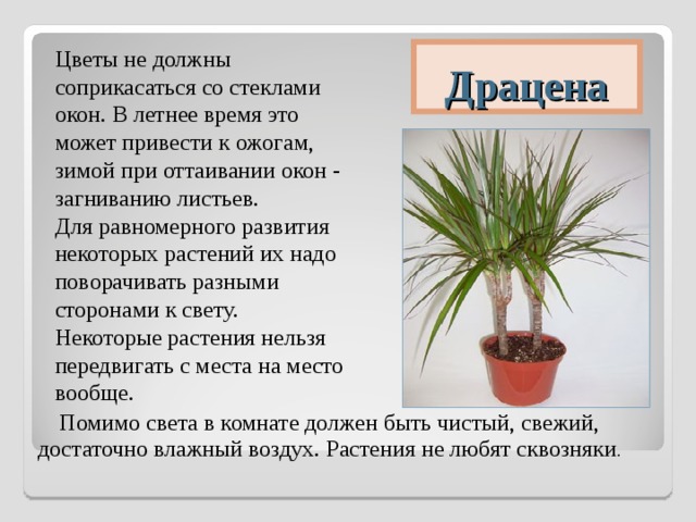Цветы не должны соприкасаться со стеклами окон. В летнее время это может привести к ожогам, зимой при оттаивании окон - загниванию листьев. Для равномерного развития некоторых растений их надо поворачивать разными сторонами к свету. Некоторые растения нельзя передвигать с места на место вообще. Драцена Помимо света в комнате должен быть чистый, свежий, достаточно влажный воздух. Растения не любят сквозняки . 