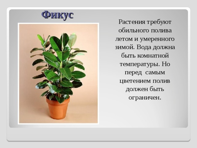 Фикус Растения требуют обильного полива летом и умеренного зимой. Вода должна быть комнатной температуры. Но перед самым цветением полив должен быть ограничен. 