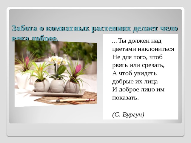 Забота о комнатных растениях делает человека добрее.  … Ты должен над цветами наклониться  Не для того, чтоб рвать или срезать,  А чтоб увидеть добрые их лица  И доброе лицо им показать.  (С. Вургун) 