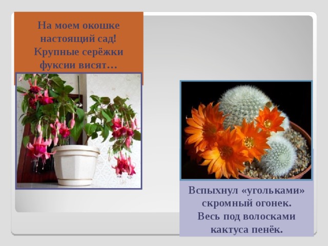 На моем окошке настоящий сад! Крупные серёжки фуксии висят…    Вспыхнул «угольками» скромный огонек.  Весь под волосками кактуса пенёк. 