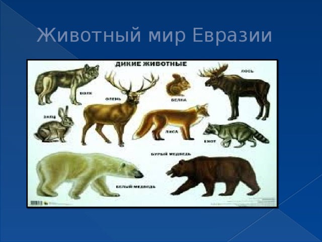 Животный мир Евразии 