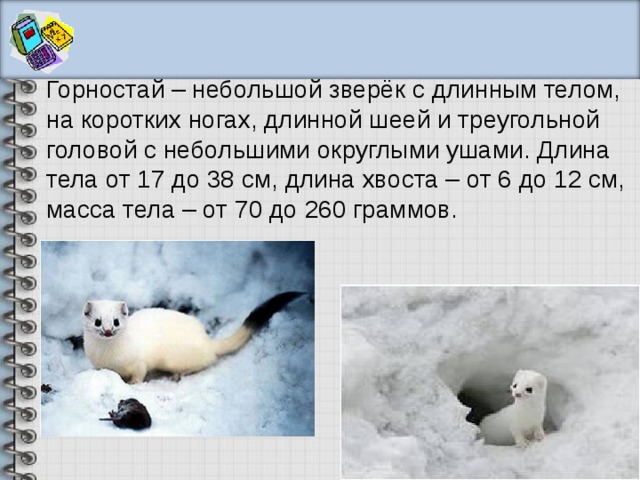 Горностай – небольшой зверёк с длинным телом, на коротких ногах, длинной шеей и треугольной головой с небольшими округлыми ушами. Длина тела от 17 до 38 см, длина хвоста – от 6 до 12 см, масса тела – от 70 до 260 граммов. 