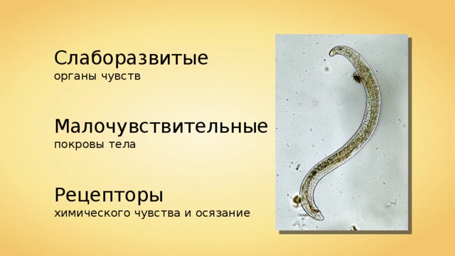 Слаборазвитые органы чувств Малочувствительные покровы тела Рецепторы химического чувства и осязание 
