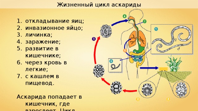 Жизненный цикл аскариды откладывание яиц ; инвазионное яйцо ; личинка ; заражение ; развитие в кишечнике ; через кровь в легкие ; с кашлем в пищевод .  Аскарида попадает в кишечник, где взрослеет. Цикл повторяется. 