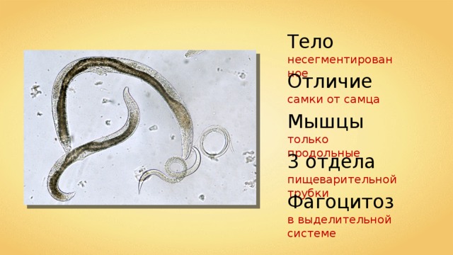 Тело несегментированное Отличие самки от самца Мышцы только продольные 3 отдела пищеварительной трубки Фагоцитоз в выделительной системе 