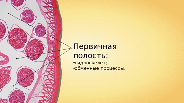 Первичная полость: гидроскелет ; обменные процессы . 