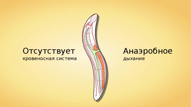 Отсутствует кровеносная система Анаэробное дыхание 