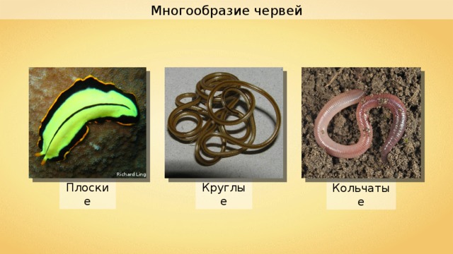 Многообразие червей Richard Ling Плоские Круглые Кольчатые 