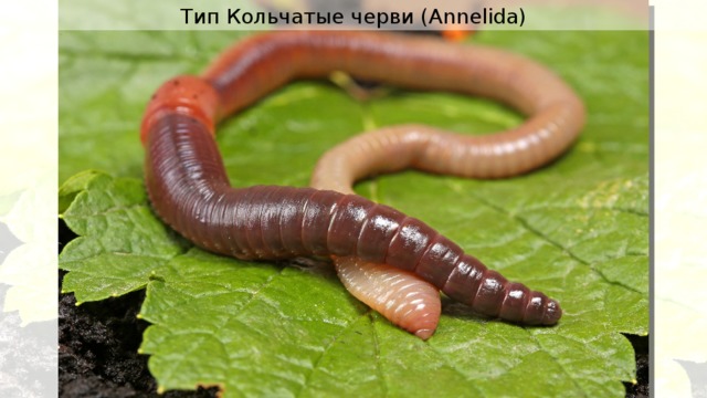 Тип Кольчатые черви ( Annelida) 