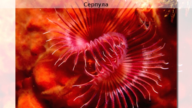 Серпула 