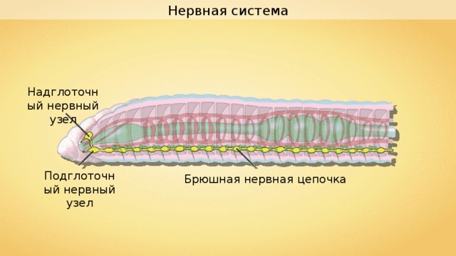 Нервная система Надглоточный нервный узел Подглоточный нервный узел Брюшная нервная цепочка 