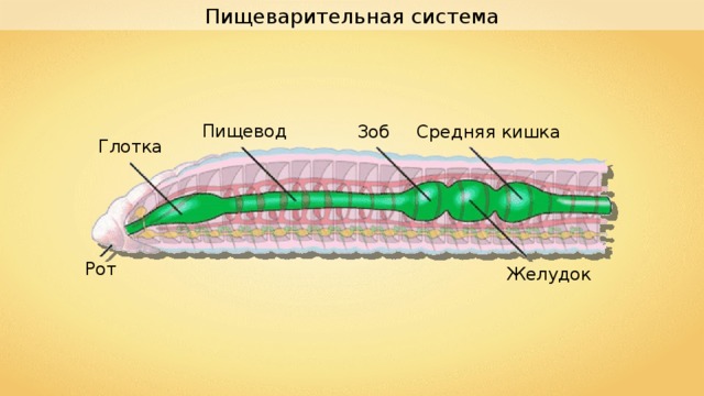 Пищеварительная система Пищевод Зоб Средняя кишка Глотка Рот Желудок 