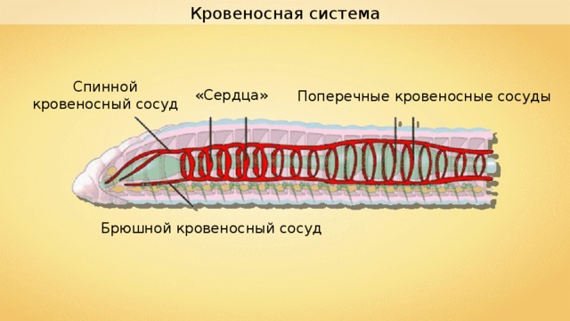 Кровеносная система Спинной кровеносный сосуд «Сердца» Поперечные кровеносные сосуды Брюшной кровеносный сосуд 
