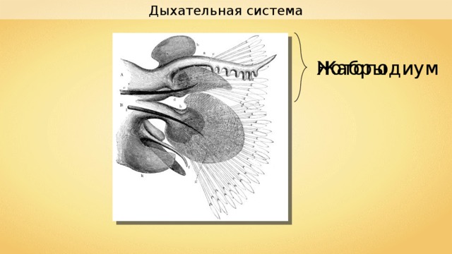 Дыхательная система Нотоподиум Жабры 