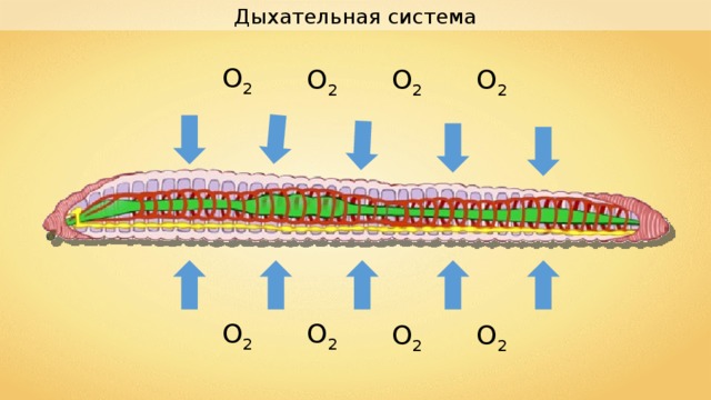 Дыхательная система О 2 О 2 О 2 О 2 О 2 О 2 О 2 О 2 