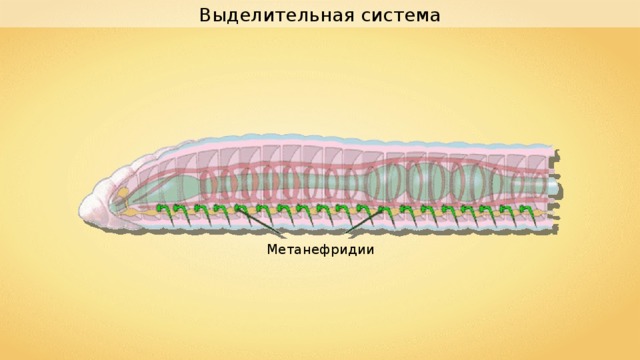 Выделительная система Метанефридии 