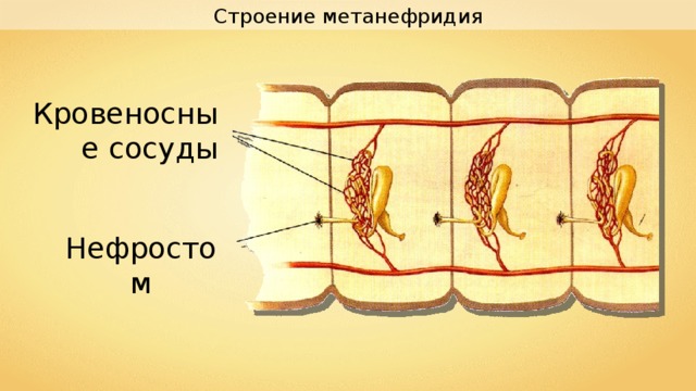 Строение метанефридия Кровеносные сосуды Нефростом 