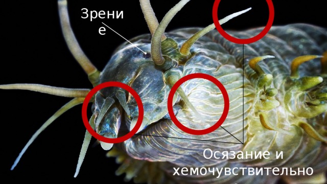 Зрение Осязание и хемочувствительность 