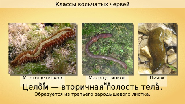 Классы кольчатых червей Пиявки Малощетинковые Многощетинковые Целом — вторичная полость тела. Образуется из третьего зародышевого листка. 