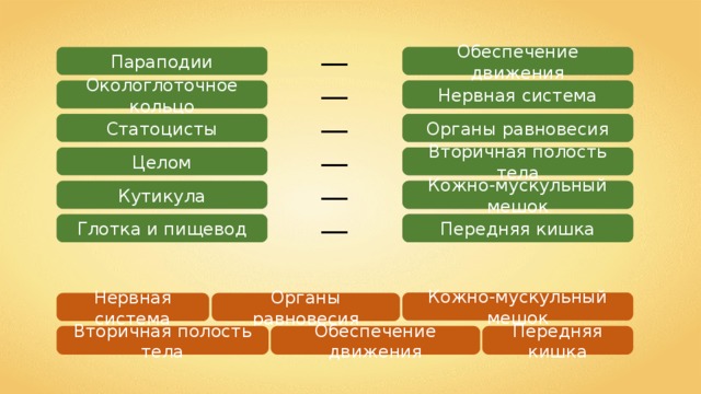 — Параподии ? Обеспечение движения — Окологлоточное кольцо Нервная система ? — ? Органы равновесия Статоцисты — ? Целом Вторичная полость тела — Кутикула Кожно-мускульный мешок ? — ? Передняя кишка Глотка и пищевод Кожно-мускульный мешок Органы равновесия Нервная система Передняя кишка Обеспечение движения Вторичная полость тела 