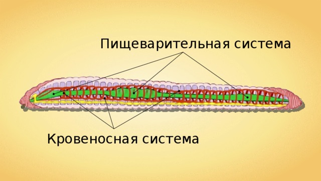 Пищеварительная система Кровеносная система 