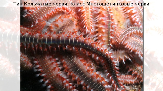 Тип Кольчатые черви. Класс Многощетинковые черви 