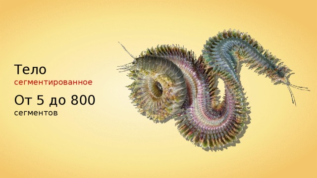 Тело сегментированное От 5 до 800 сегментов 