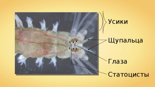 Усики Щупальца Глаза Статоцисты 