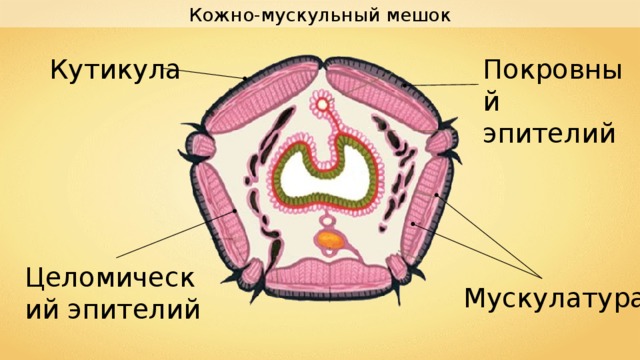 Кожно-мускульный мешок Кутикула Покровный эпителий Целомический эпителий Мускулатура 