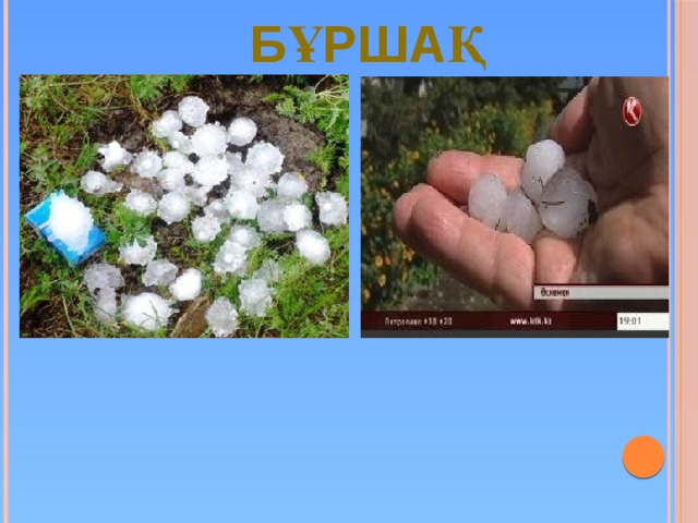 Бұршақ 