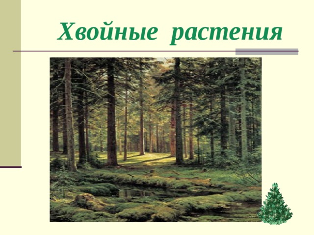  Хвойные растения 