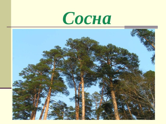   Сосна 