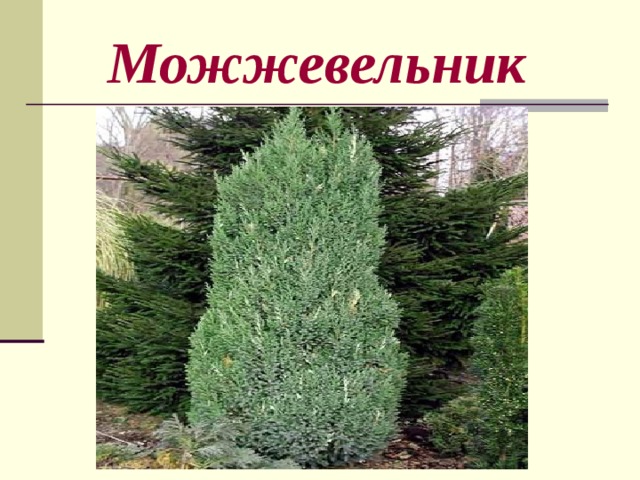  Можжевельник 