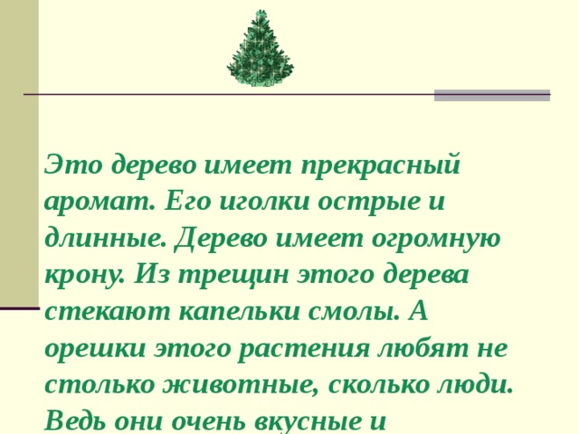 Это дерево имеет прекрасный аромат. Его иголки острые и длинные. Дерево имеет огромную крону. Из трещин этого дерева стекают капельки смолы. А орешки этого растения любят не столько животные, сколько люди. Ведь они очень вкусные и полезные. 