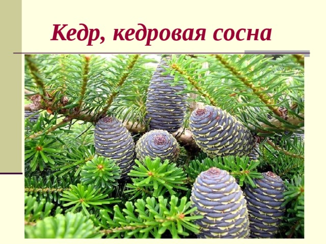  Кедр, кедровая сосна 