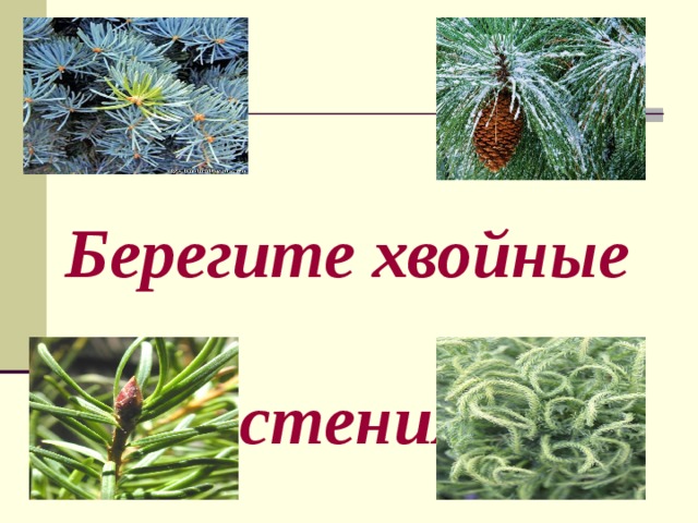 Берегите хвойные  растения! 