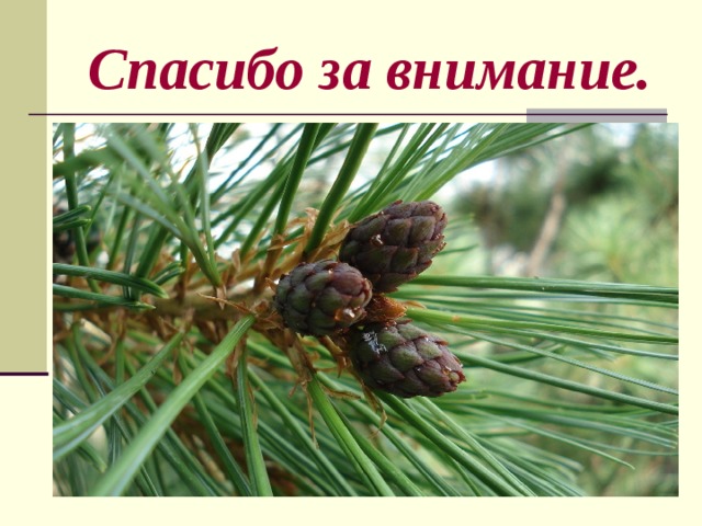  Спасибо за внимание. 