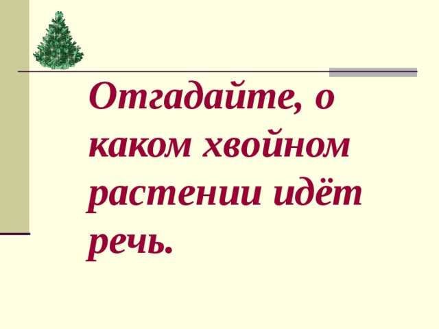 Отгадайте, о каком хвойном растении идёт речь. 