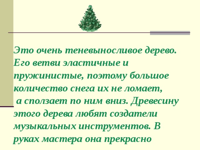 Это очень теневыносливое дерево. Его ветви эластичные и пружинистые, поэтому большое количество снега их не ломает,  а сползает по ним вниз. Древесину этого дерева любят создатели музыкальных инструментов. В руках мастера она прекрасно зазвучит. 