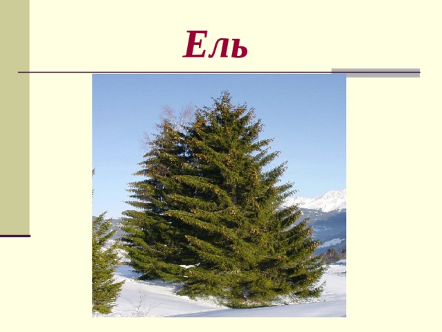  Ель 