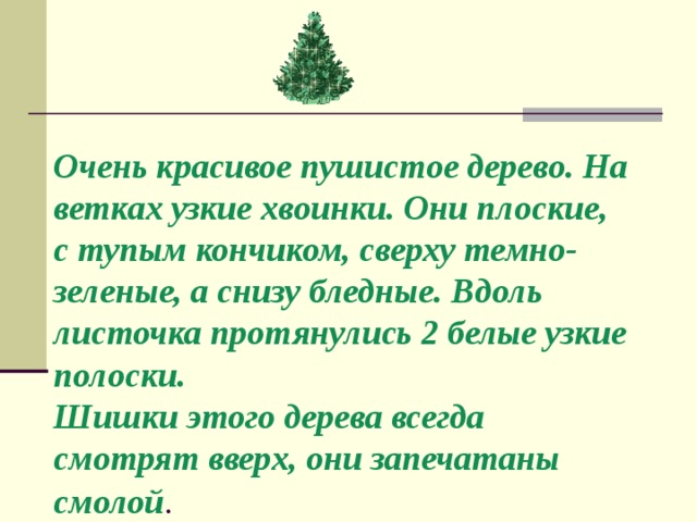 Очень красивое пушистое дерево. На ветках узкие хвоинки. Они плоские, с тупым кончиком, сверху темно-зеленые, а снизу бледные. Вдоль листочка протянулись 2 белые узкие полоски.  Шишки этого дерева всегда смотрят вверх, они запечатаны смолой . 